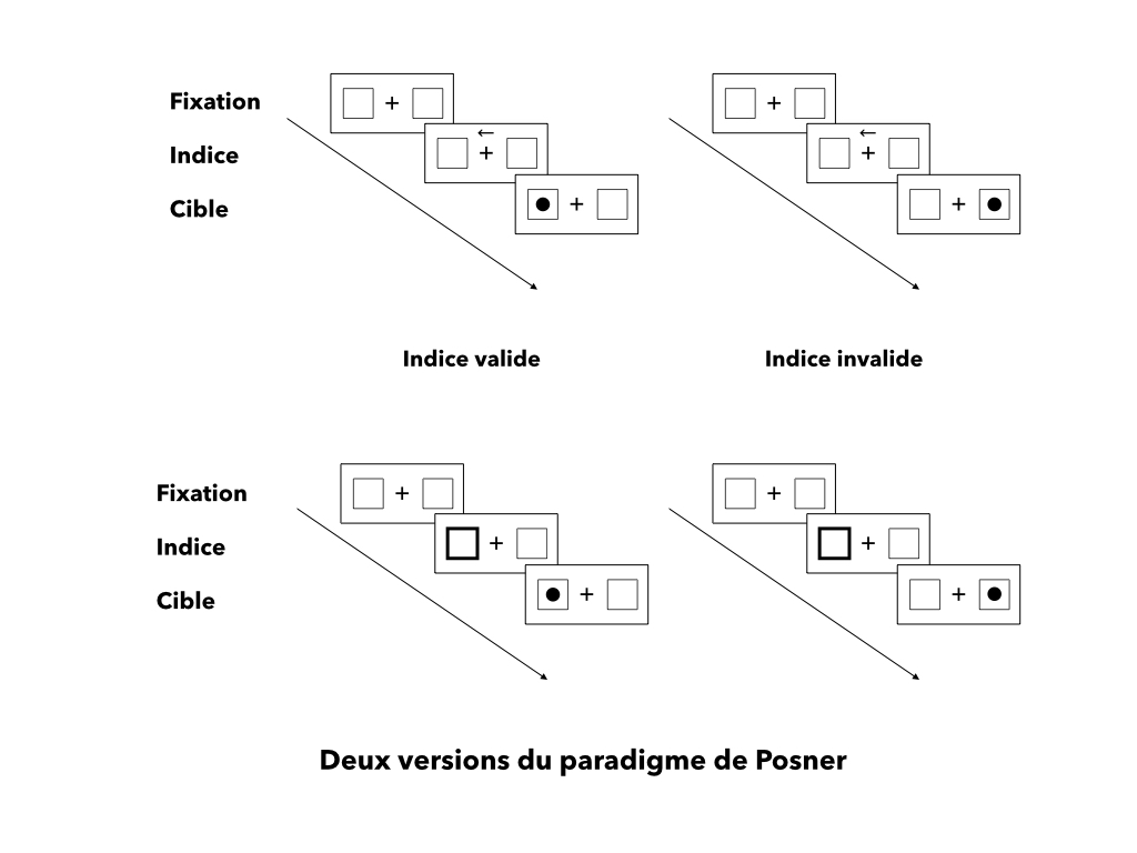 Deux versions du paradigme de Posner